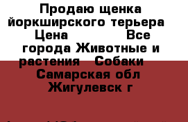 Продаю щенка йоркширского терьера  › Цена ­ 20 000 - Все города Животные и растения » Собаки   . Самарская обл.,Жигулевск г.
